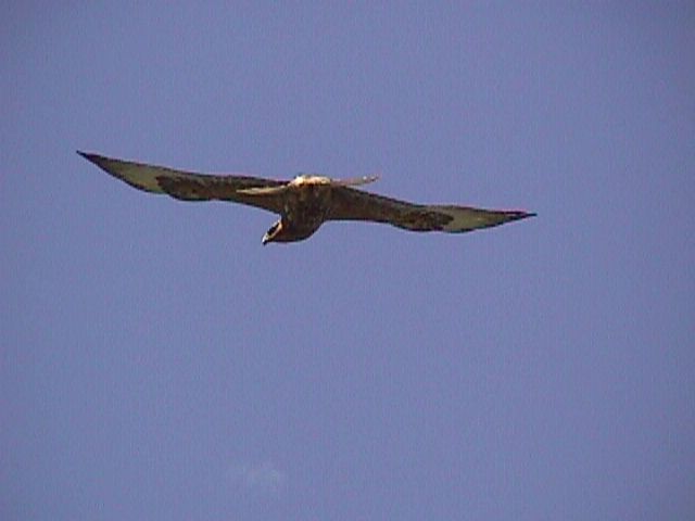 Sea Eagle
